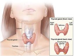 tiroide donna